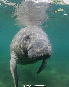 A Midday Swim
A manatee hovers near the surface in the m... by Tanya Houppermans 